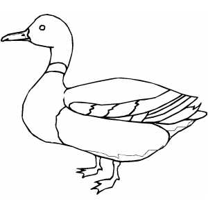 Coloriage Canard